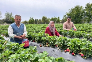 'Ate Yakarak Kurtardm'