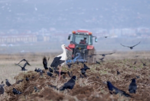 Erzurum'da traktr says 22 bini geti