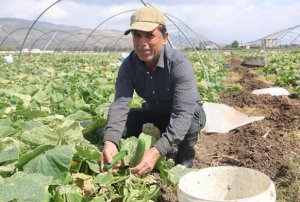 Amik Ovas'nda Salatalk Hasad