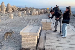 Nemrut'un Tilkisi lgi Oda Oldu