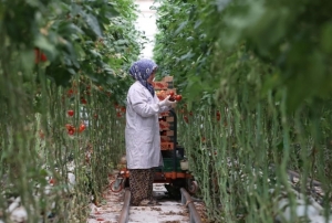 Trkiye'nin jeotermal sera alan yzde bin 500 byyebilir