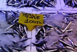 Karadeniz'de av bollat, hamsi fiyat 100 TL'ye dt