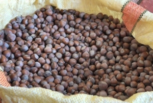 Serbest piyasada fndk fiyatlar 300 liraya ulat