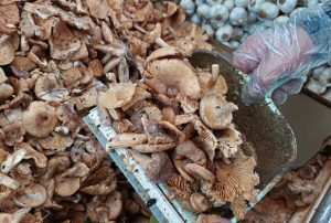 Tezgahlarda tirmit bolluu: Fiyat d