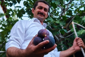 Bursa karas incirini Erzurumda yet
