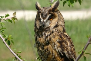 Yaban hayatn sessiz kahraman