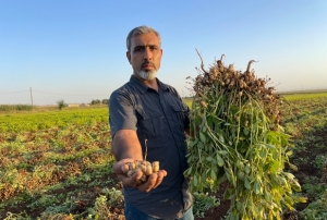 Pamuk yerini yer fstna brakyor