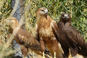 zgrlk iin gn sayyorlar