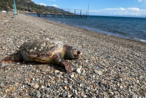Sahile ölü caretta carettalar vurdu
