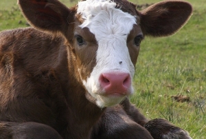 Bir hastada 'deli dana' tespit edildi