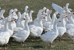 Kars'ta sofralarının vazgeçilmezi: 'Kar yiyen kazlar' kesime hazır