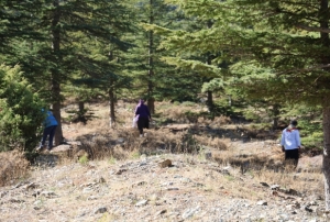 Japonların gözdesi sedir mantarı çıktı