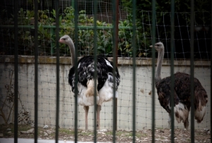 İspanya'da kuş gribi alarmı