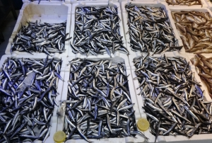 Hamsi bolluu ihracata yansmad