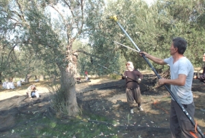 Makineli hasat verimi artryor