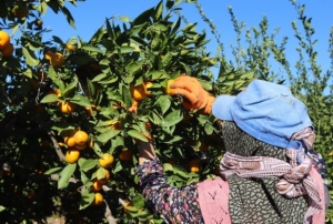 Rekolte artt, Satsuma mandalinas p