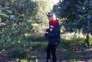 Zeytin sinei mcadelesi devam ediyo