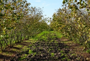 Samsun fndk retiminde zirvede!