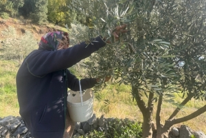 88 yandaki Emine nine zeytin hasad