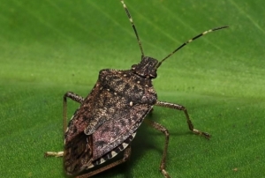 Kokarcan�n f�nd�ktaki zarar� derinle�iyor