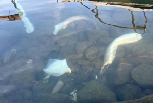 Trabzon kıyılarında köpek balığı hareketliliği arttı