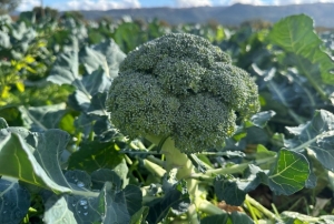 Tarlada 10 lira pazarda 70!