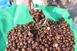 Hasad� zahmetli, sat��� ise sab�r i�i