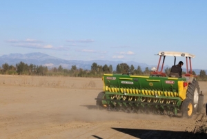 �ukurova�da bu�day ekimi ba�lad�