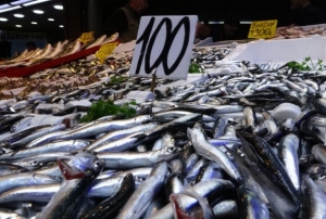 Karadeniz�de hamsi bereketi ya�an�yor