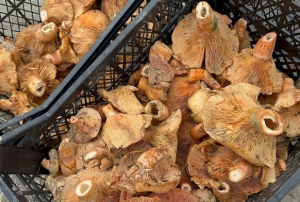 Yağmur yağdı, fiyatı 300'den 100'e düştü