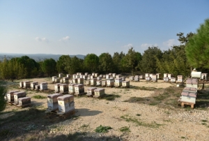 Yılda 10 ton üretiliyor, 100 ton sahtesi satılıyor