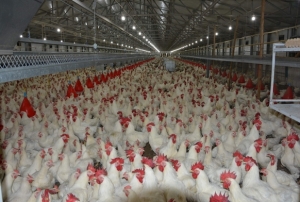 Üretim ve tüketim şampiyonu beyaz et