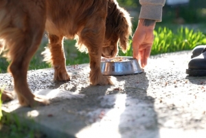 Her geri dönüşüm, can dostlara umut!