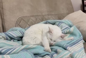 Uzmandan hayvanlarda aşı uyarısı