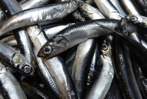 Hamsi bolluğu sürüyor!