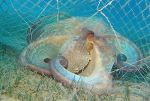 420 milyon metrekare alan tarand�