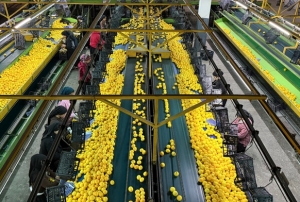 Yeni y�l �ncesi narenciyede yo�un ha