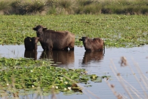 Manda yeti�tiricili�i markala��yor!