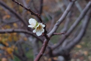 �nat�� erik so�ukta �i�ek a�t�