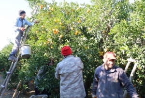 Tescilli Kozan portakal�nda hasat za