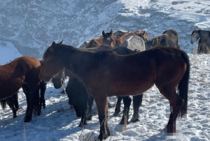 Kars'ta 15 at� ayaklar�ndan vurdular