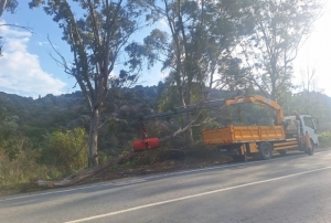 Bodrum�da f�rt�na a�a�lar� devirdi