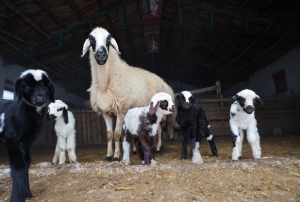 Yeni y�l bereketiyle geldi