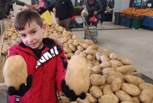 Dev patatesler ilgi oda�� oldu