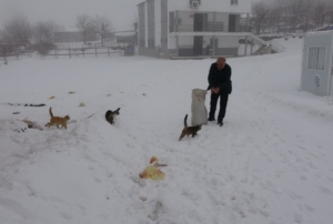 Sokak hayvanlar� i�in k�y� terk etmiyor