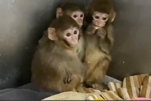 Bursa'da 3 makak maymunu koruma alt�na al�nd�