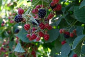 �retim, S�rbistan modeliyle art�r�lacak!