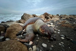 Bir caretta caretta daha ölü bulundu