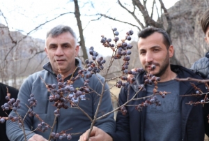 Kara hurmay� �ubat ay�nda dal�ndan y