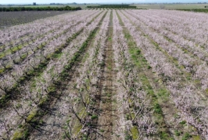 �eftali a�a�lar� �i�ek a�t�